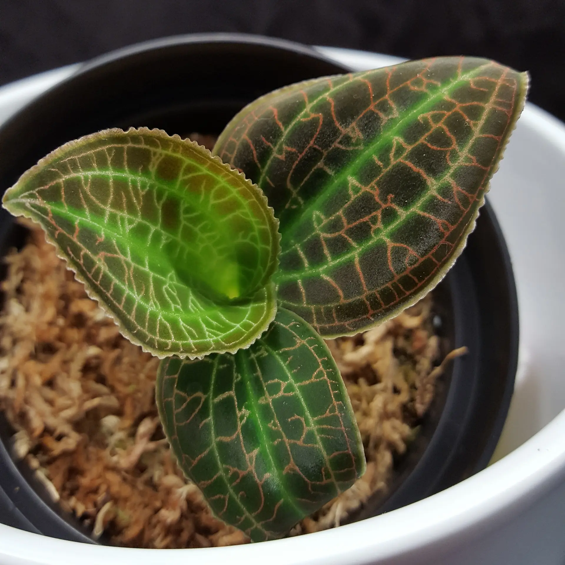 Jewel Orchid Macodes sanderiana Fruit Salad 3 by Macodes Jewel Orchids Carlise Jauch